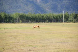 Wild horses Takhini lodge