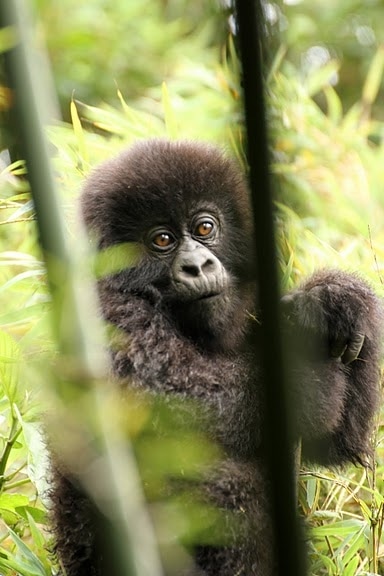 Trekking in Rwanda to see gorillas